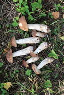 Image of Leccinum scabrum (Bull.) Gray 1821