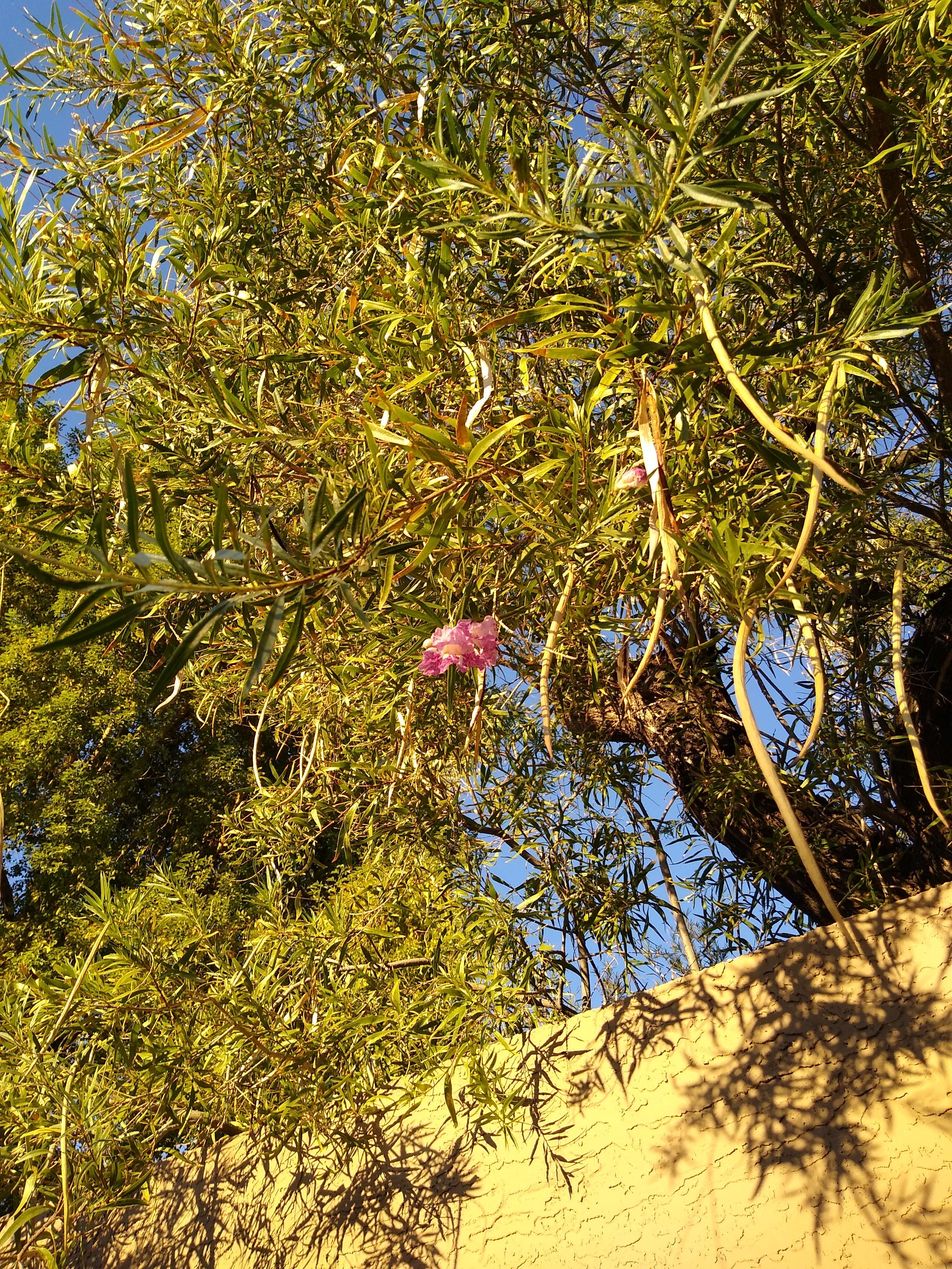 Image of desert willow