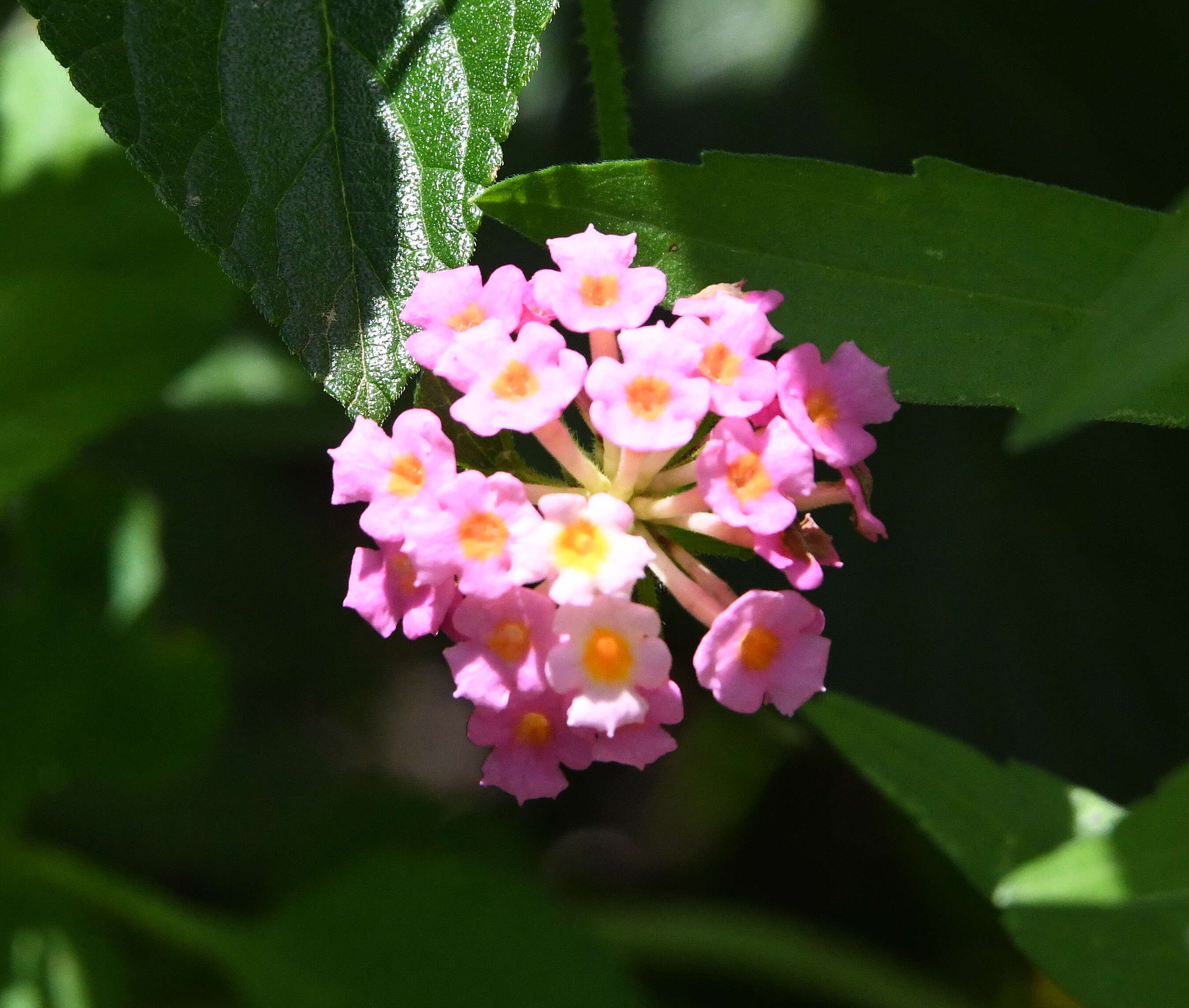 Image of lantana