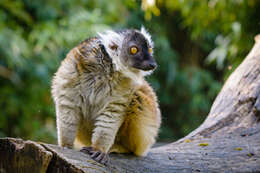 Image of Black Lemur