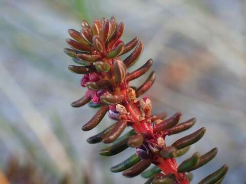 Image of black crowberry