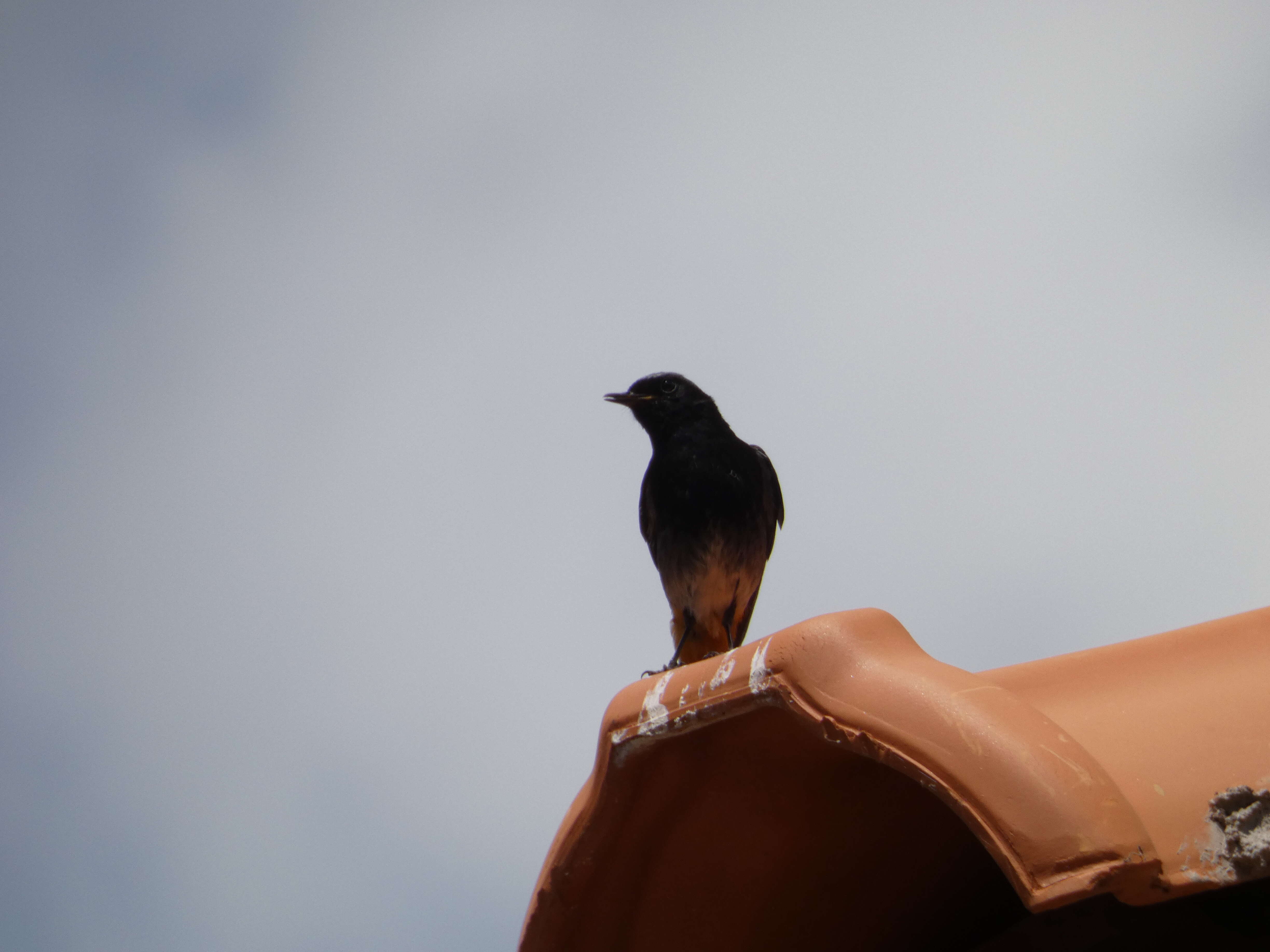 Image of Black Redstart