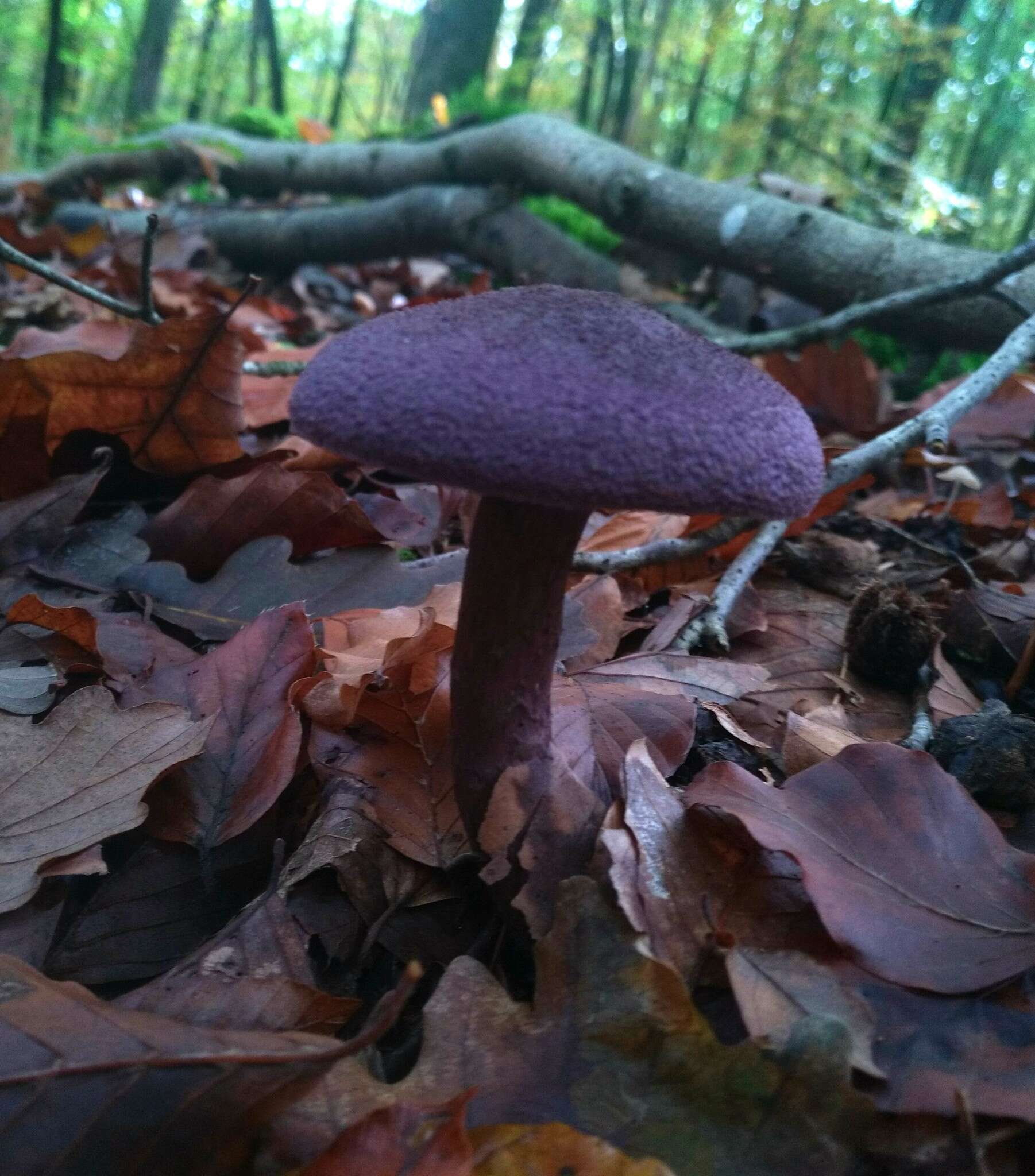 Image of Cortinarius violaceus (L.) Gray 1821