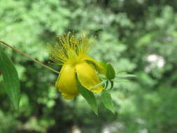 Image of Hypericum oblongifolium Choisy