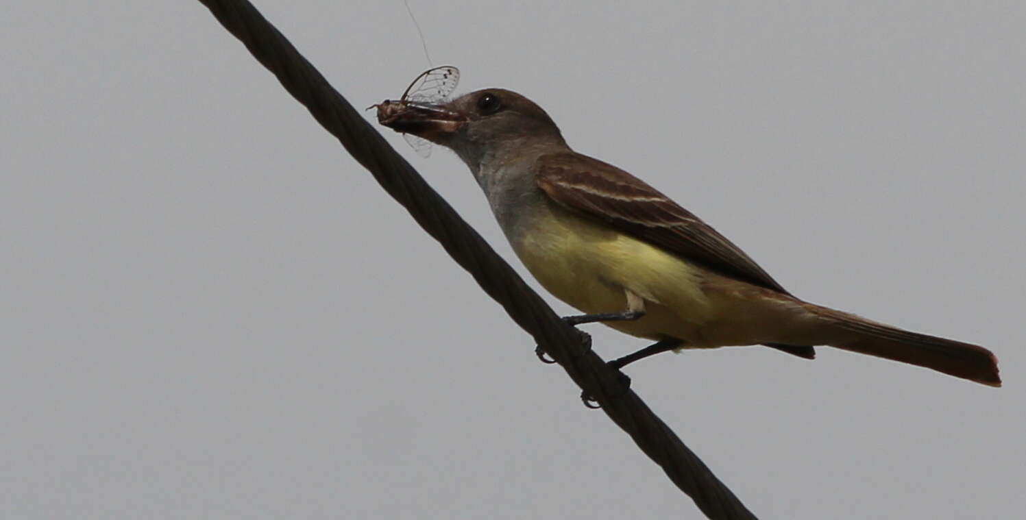 Image of Great Crested Flycatcher