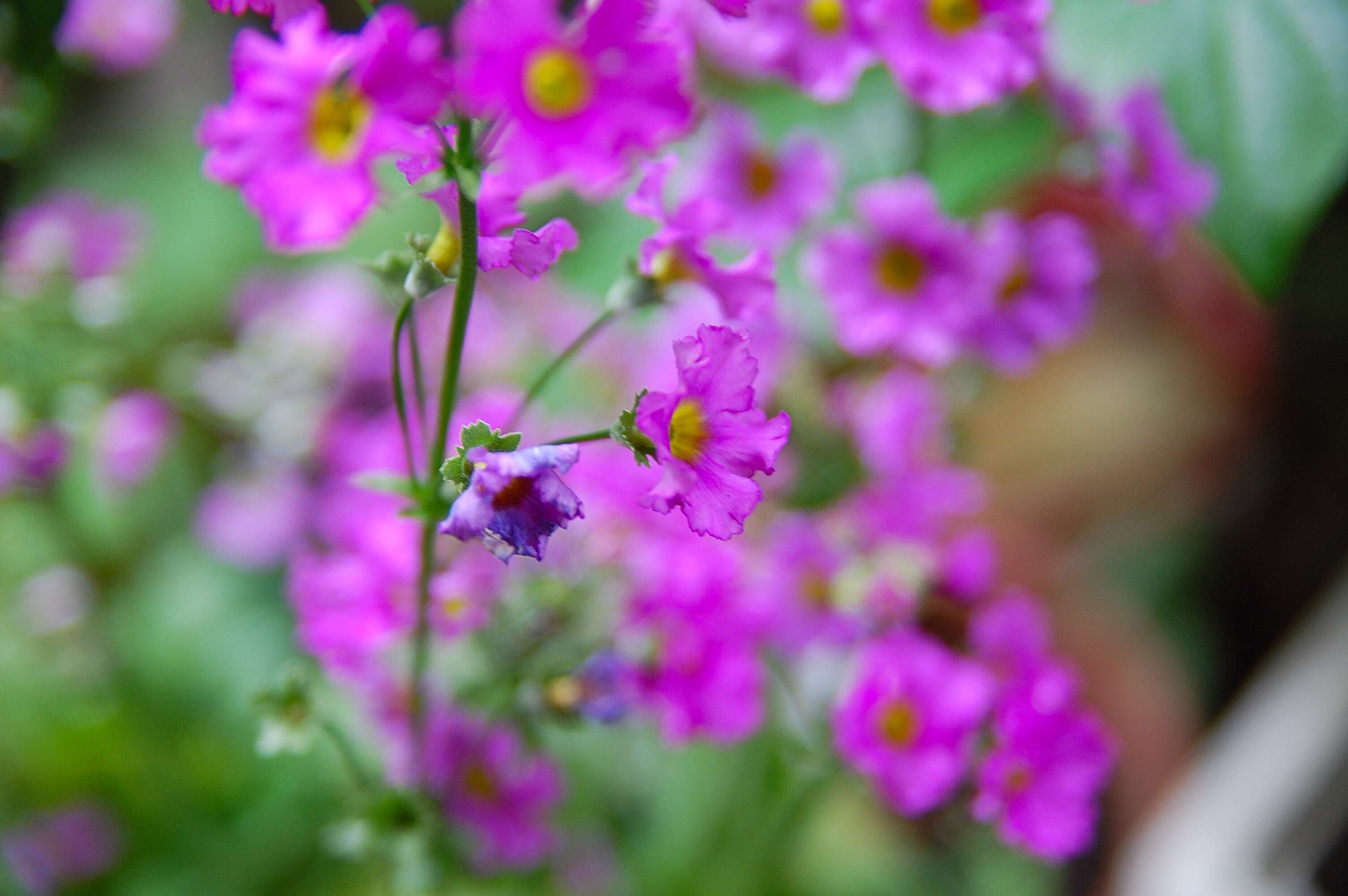 Image of Baby primula