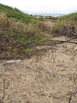 Imagem de Panicum fauriei Hitchc.