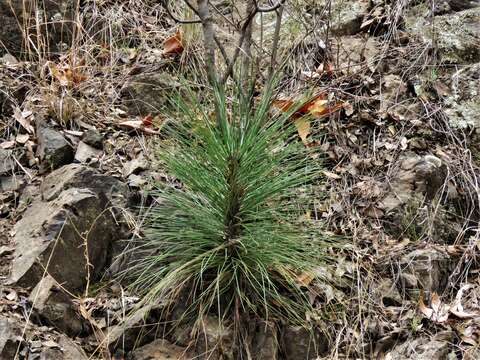 Imagem de Pinus engelmannii Carrière