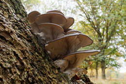 Image of Pleurotus ostreatus (Jacq.) P. Kumm. 1871