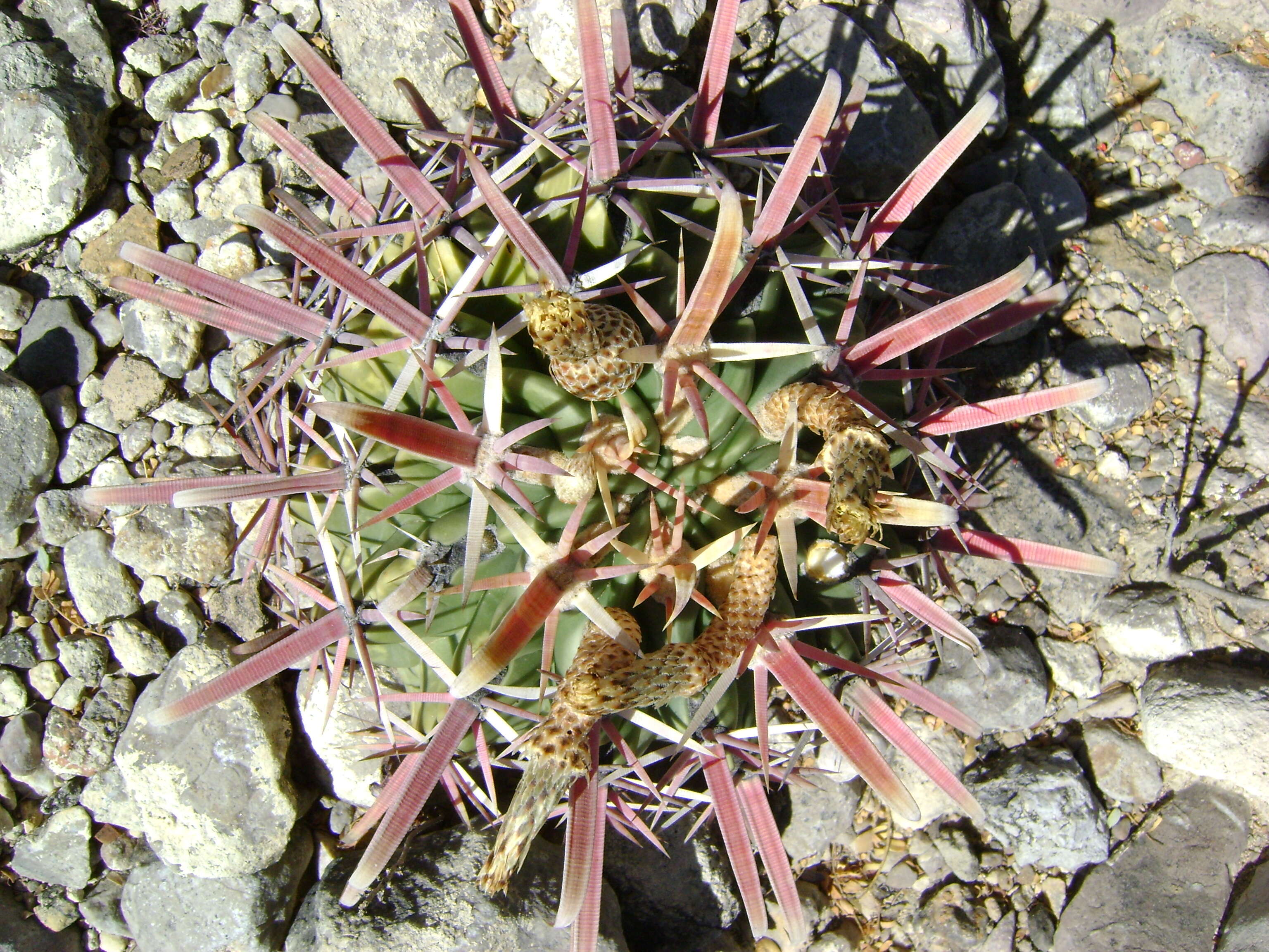 Image of Ferocactus latispinus (Haw.) Britton & Rose