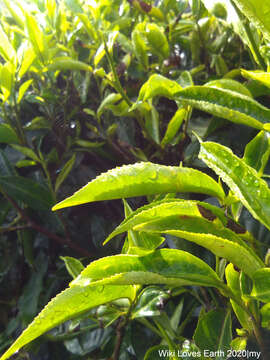 Image of Tea plant