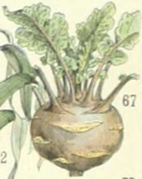 Image of kohlrabi