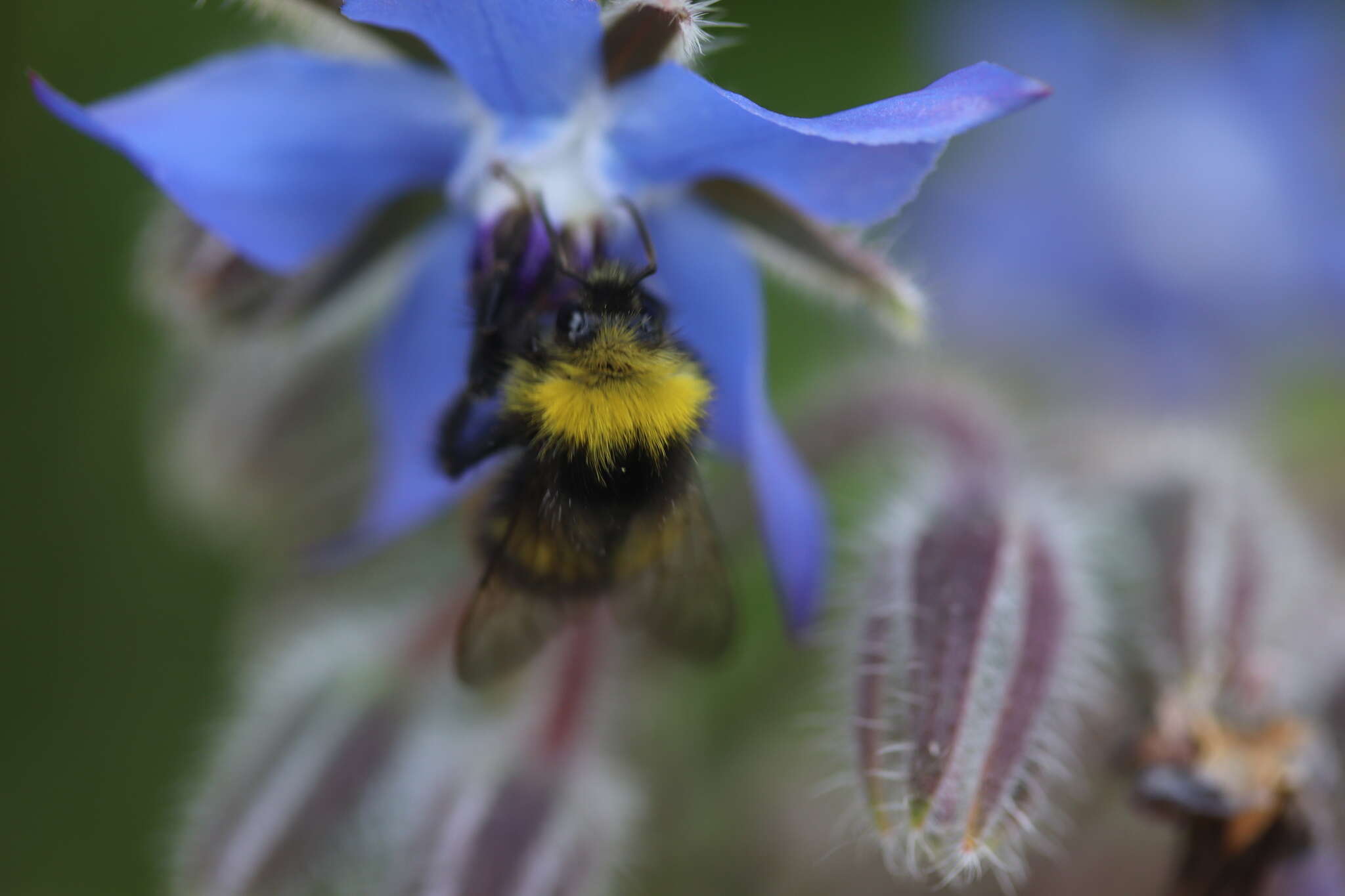 Plancia ëd Bombus pratorum (Linnaeus 1761)