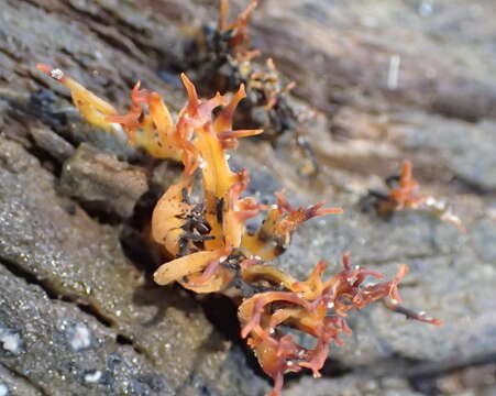 Image of Calocera cornea (Batsch) Fr. 1827