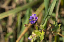 Image of hedgerow geranium