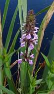 Image of Hedge-nettle