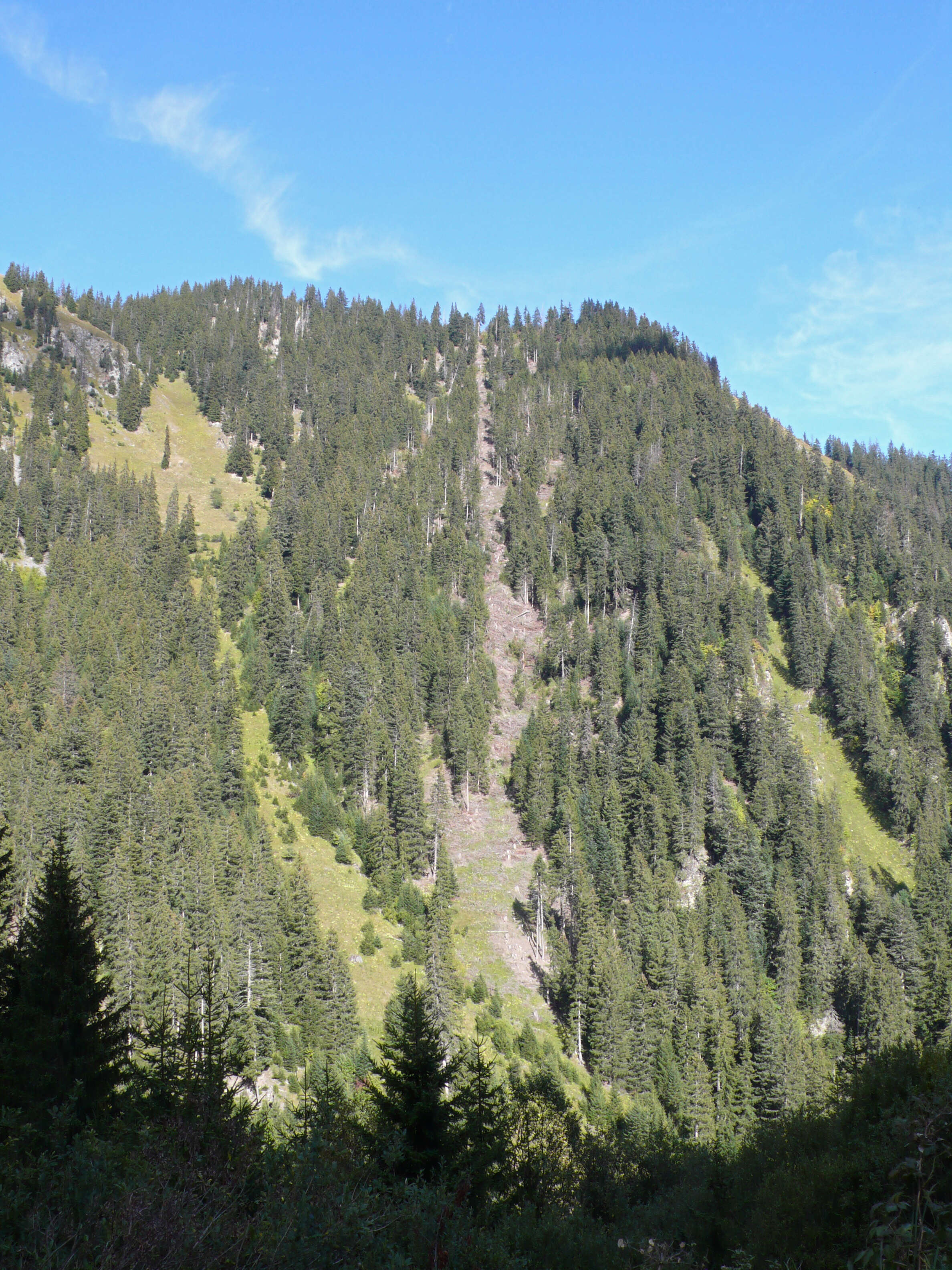 Image of Norway spruce