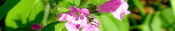 Image of wild basil