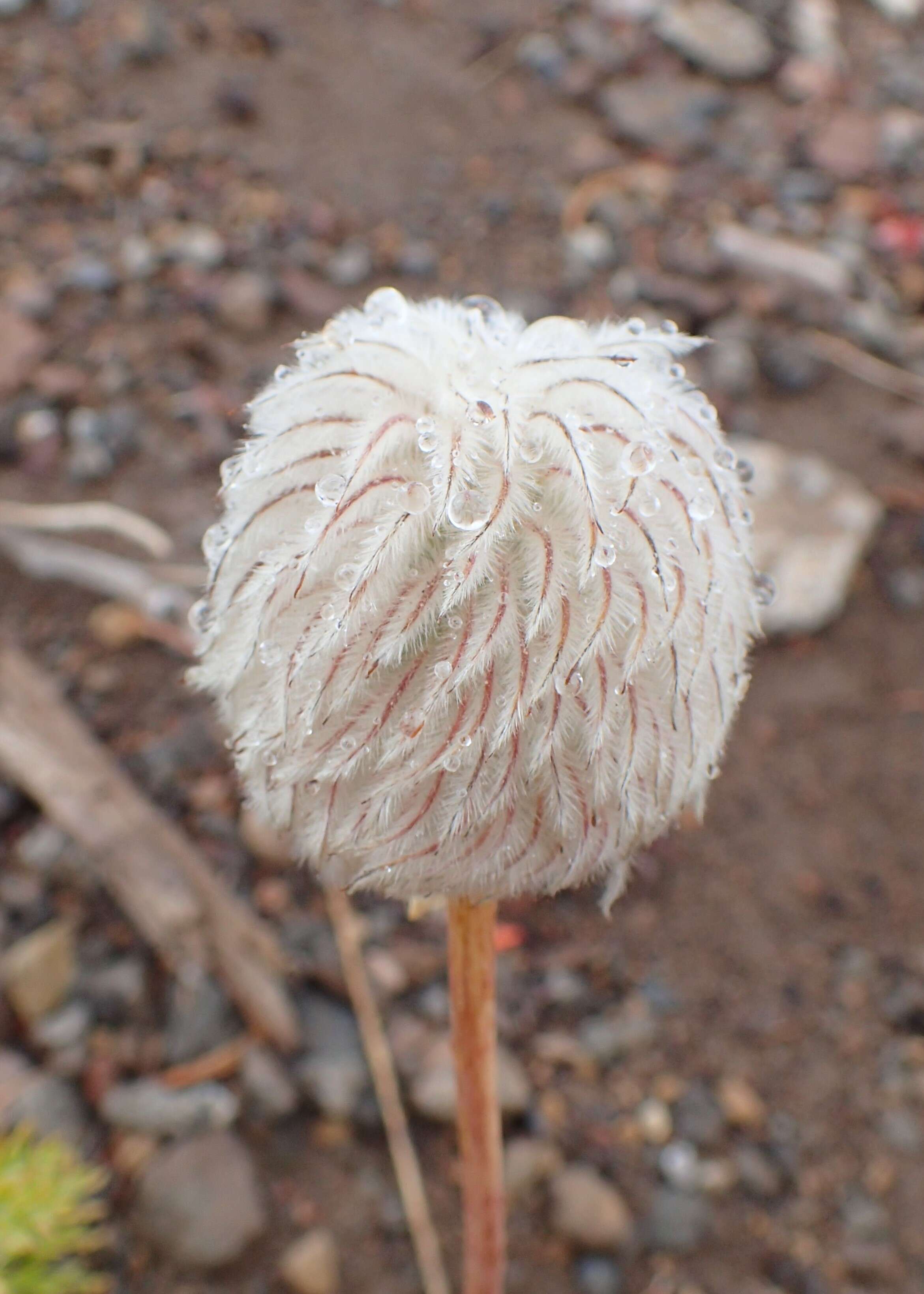 Image of white pasqueflower