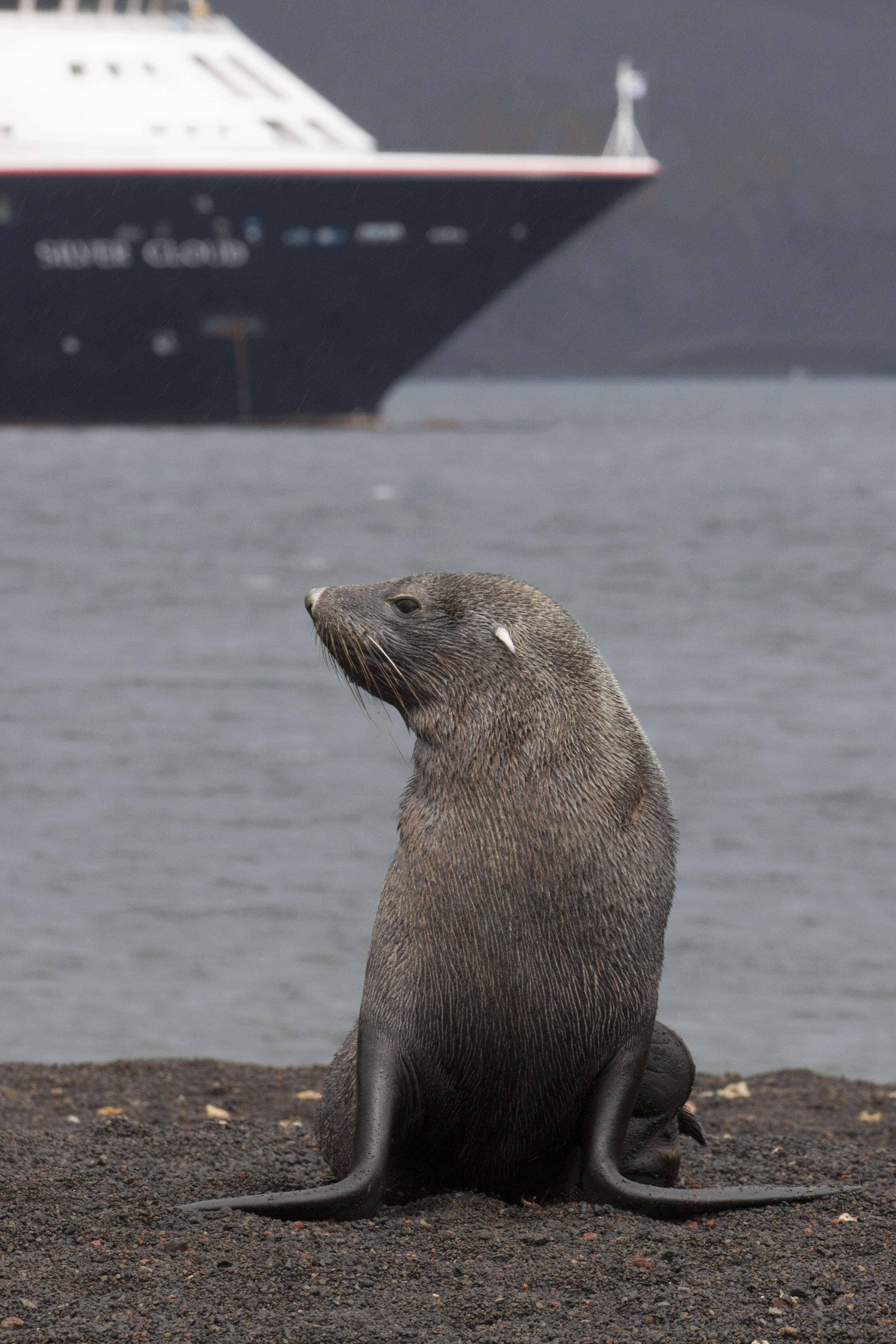 Image of Antarctic Fur Seal