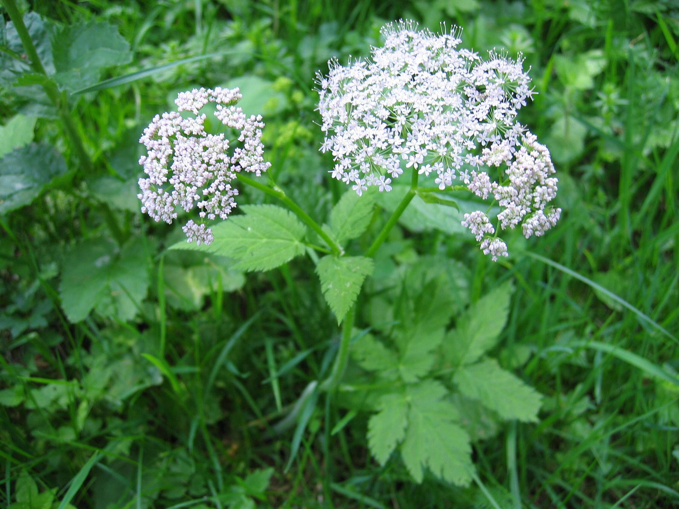 Image of Chaerophyllum hirsutum L.