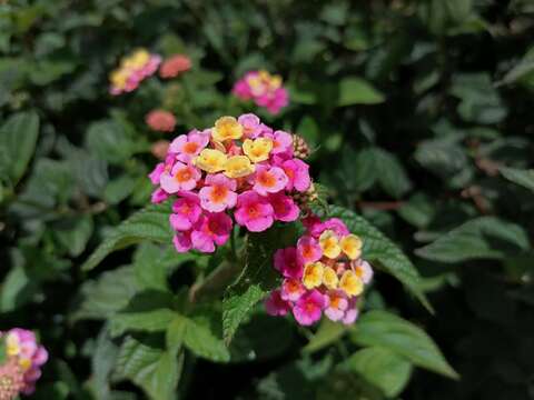 Image of lantana