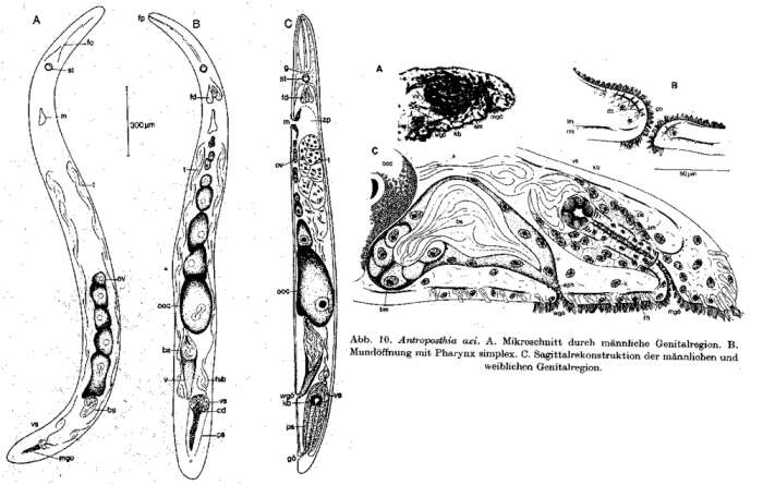 Sivun Xenacoelomorpha kuva