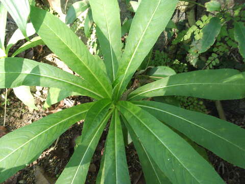 Image de Lobelia nicotianifolia Roth