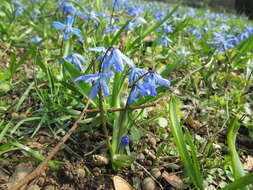 Image of Siberian squill