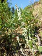 Image of field cudweed