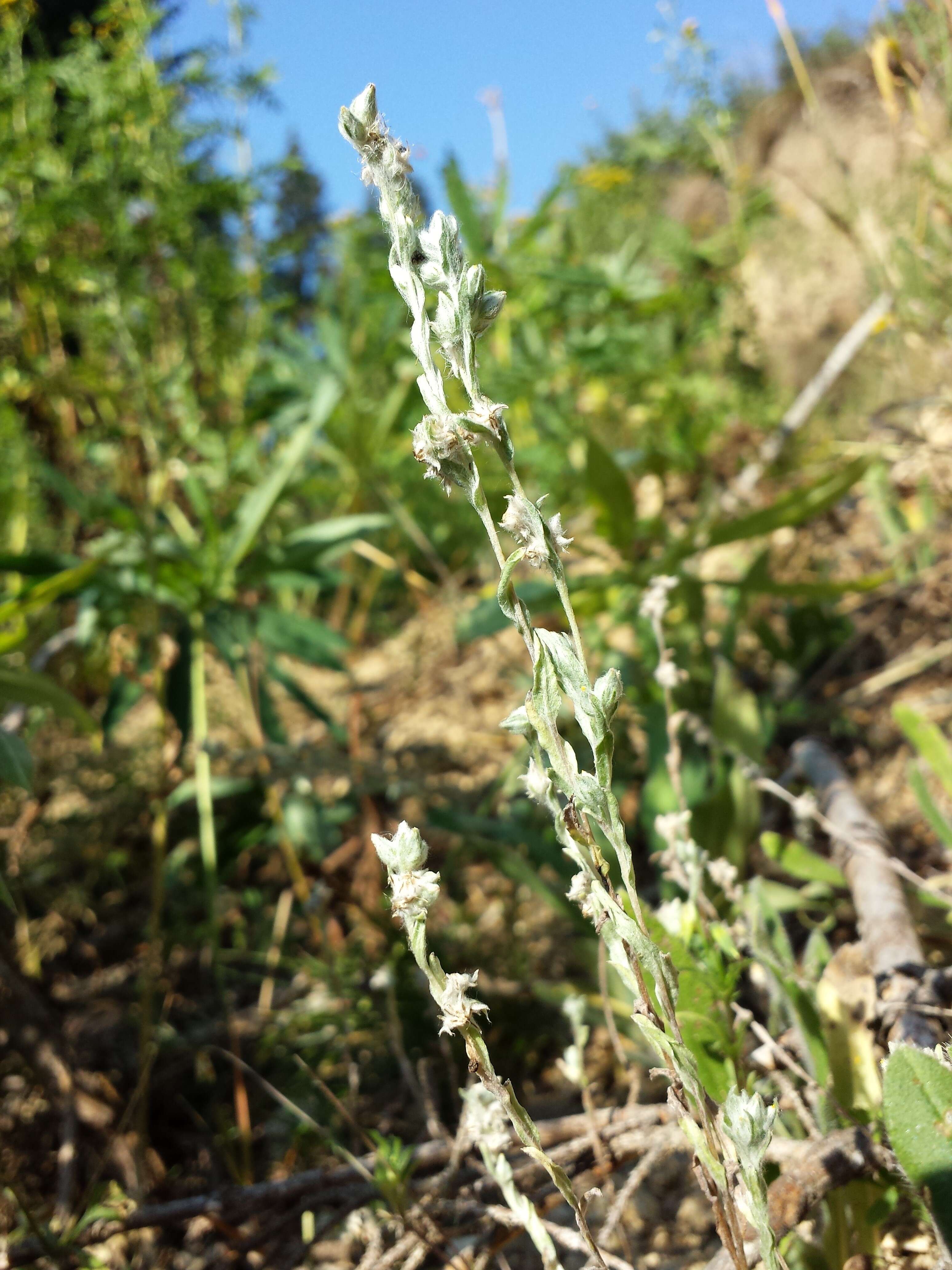 Image of field cudweed