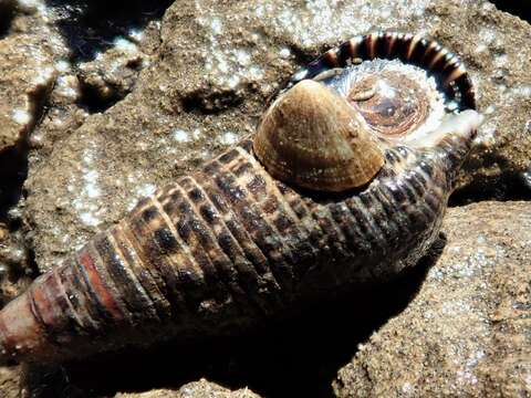 Image of Patelloida conulus (Dunker 1861)