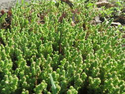 Plancia ëd Sedum acre L.