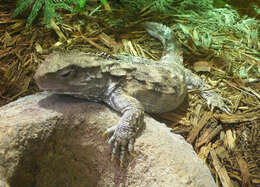 Image of Cook Strait Tuatara