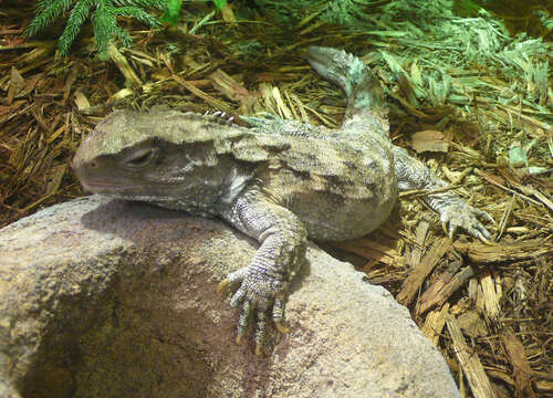 Image of Cook Strait Tuatara