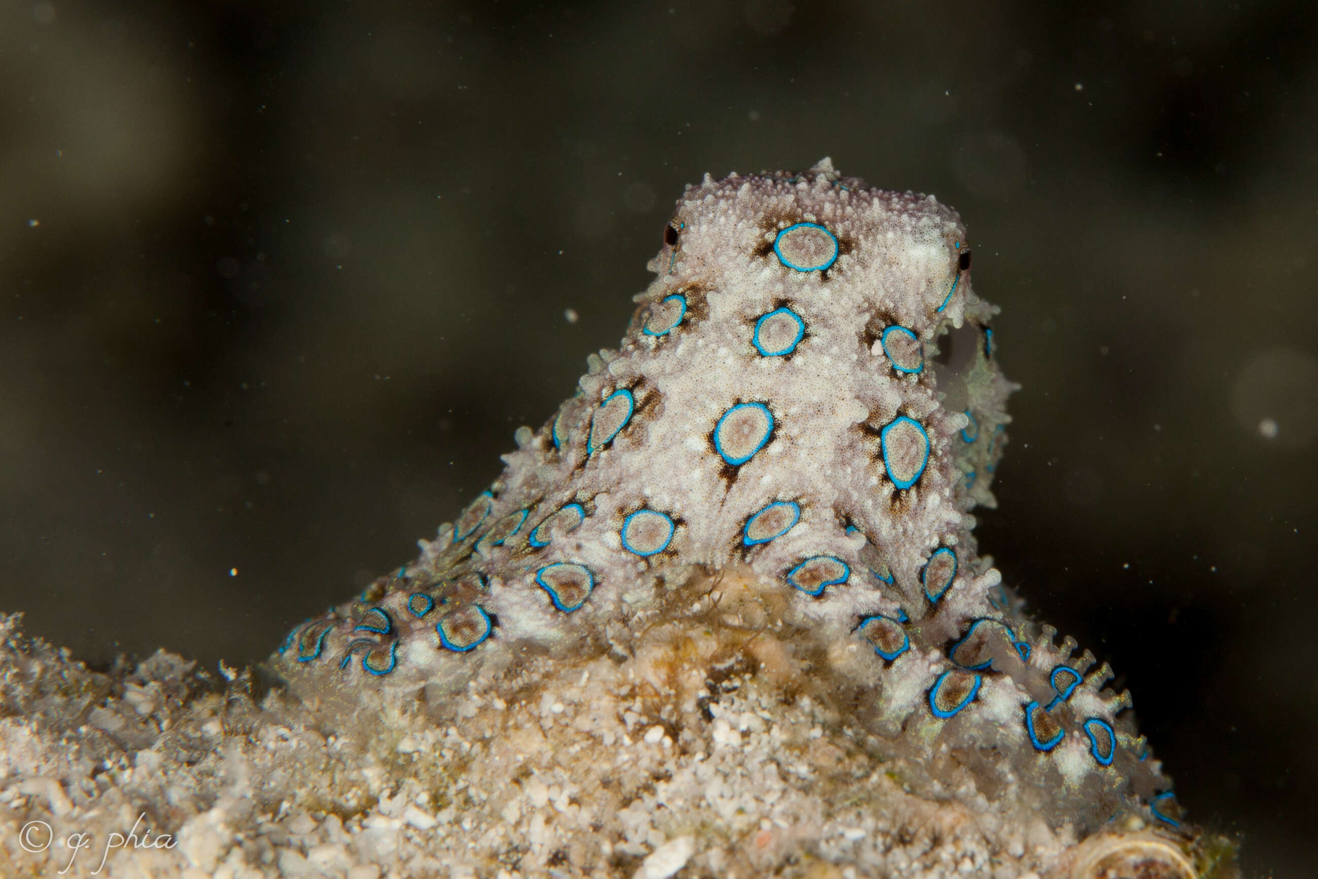 Image of Greater Blue-ringed Octopus