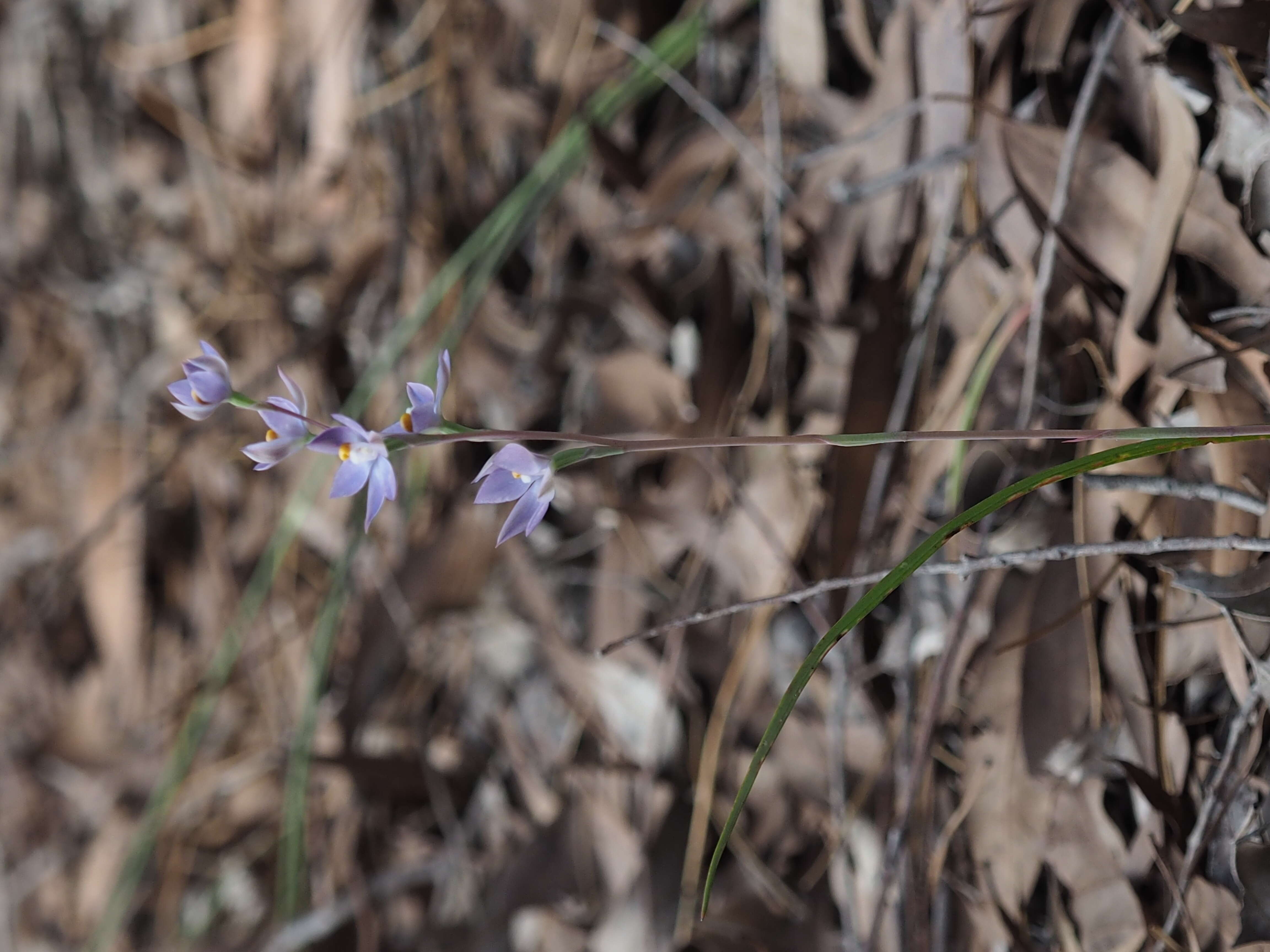 صورة Thelymitra graminea Lindl.