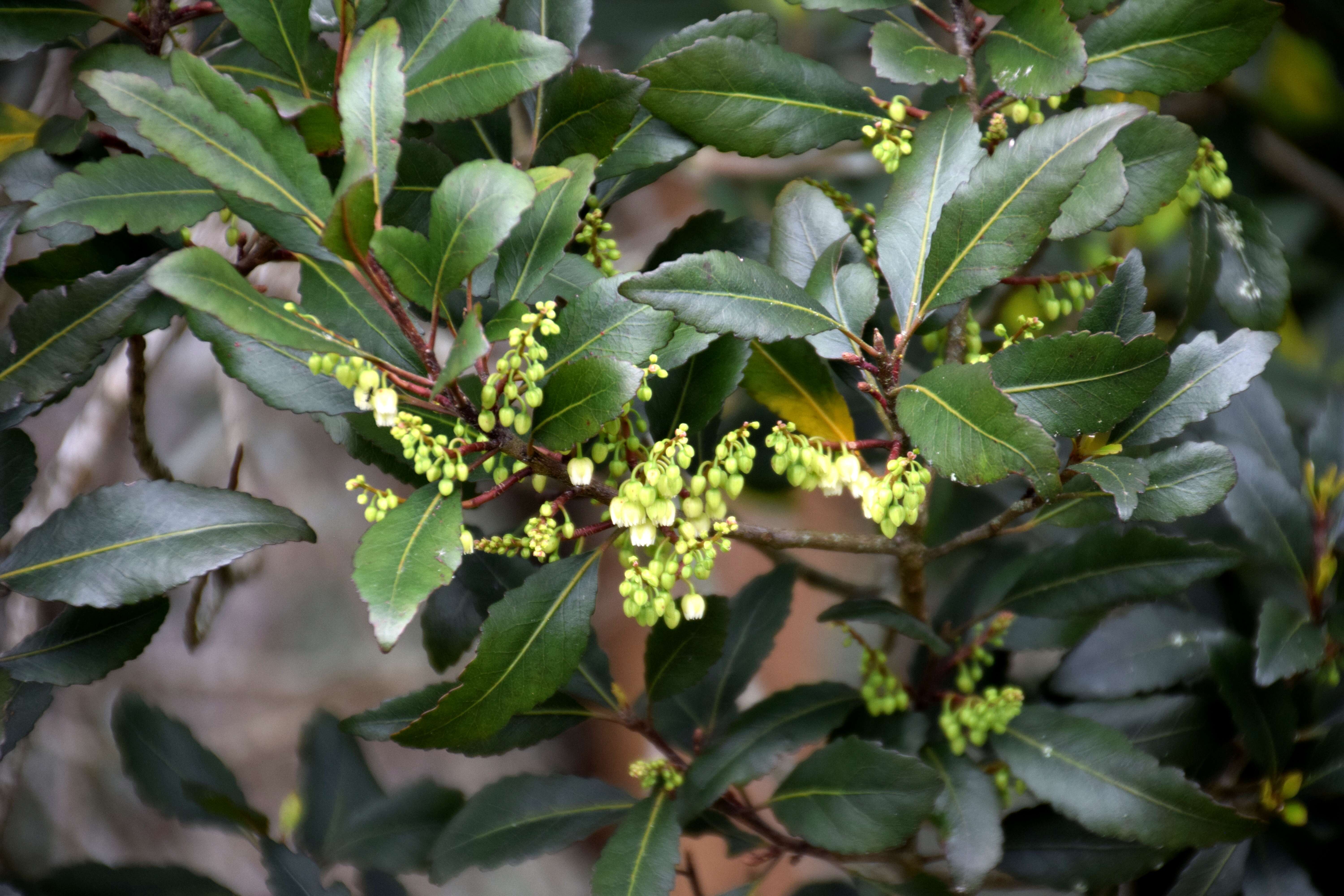 Image of Elaeocarpus hookerianus Raoul