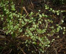 Image of Elaeocarpus hookerianus Raoul