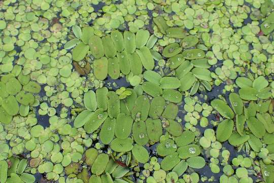 Image of floating watermoss