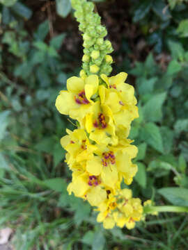 Verbascum nigrum L. resmi