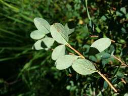 Image of alpine bilberry