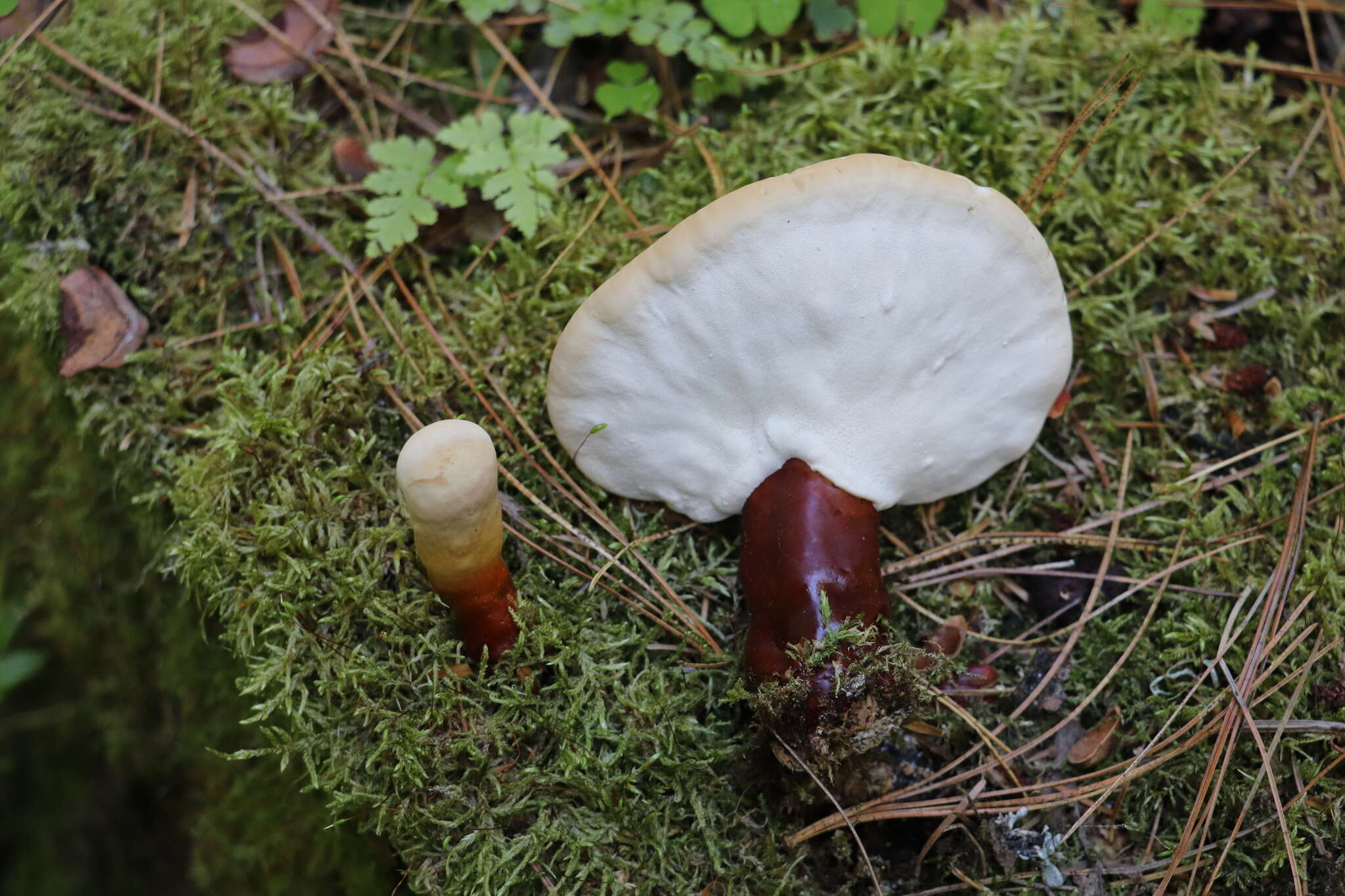 Image of lingzhi mushroom