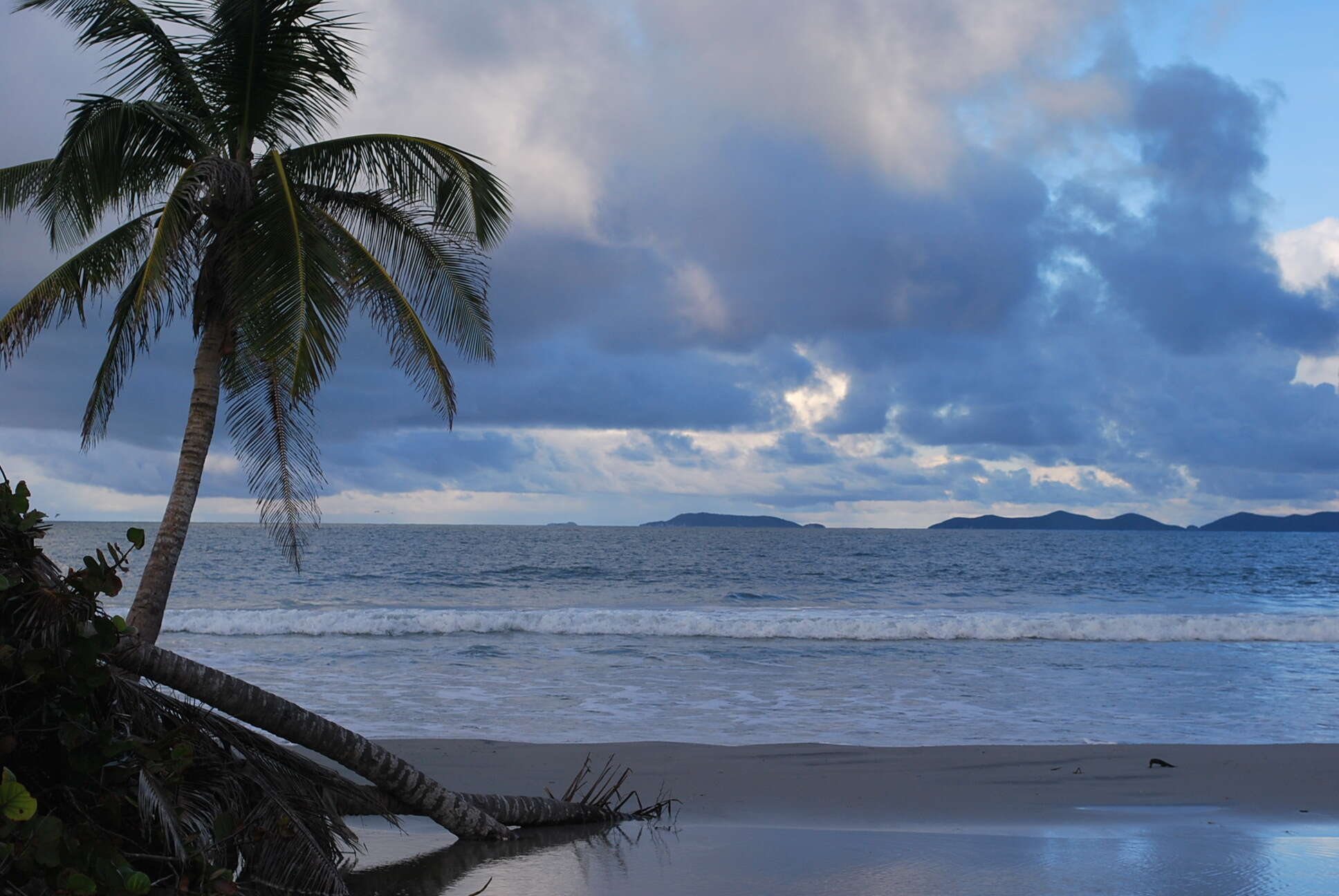 Image of coconut palm