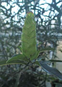 Imagem de Barleria lupulina Lindl.