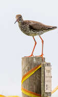 Image of Common Redshank