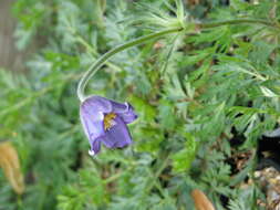 Image of Pulsatilla bungeana C. A. Mey. ex Ledeb.