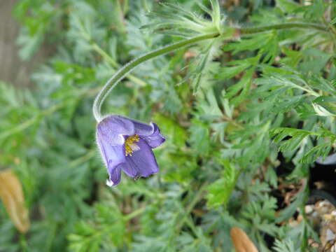 Image of Pulsatilla bungeana C. A. Mey. ex Ledeb.