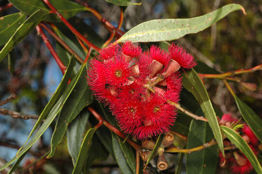 Image de Eucalyptus lansdowneana F. Müll. & J. E. Brown