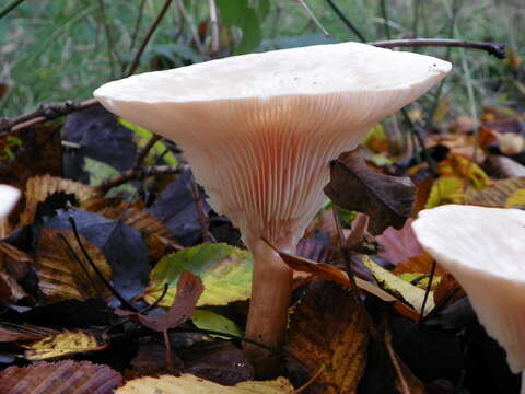 Image of funnel clitocybe